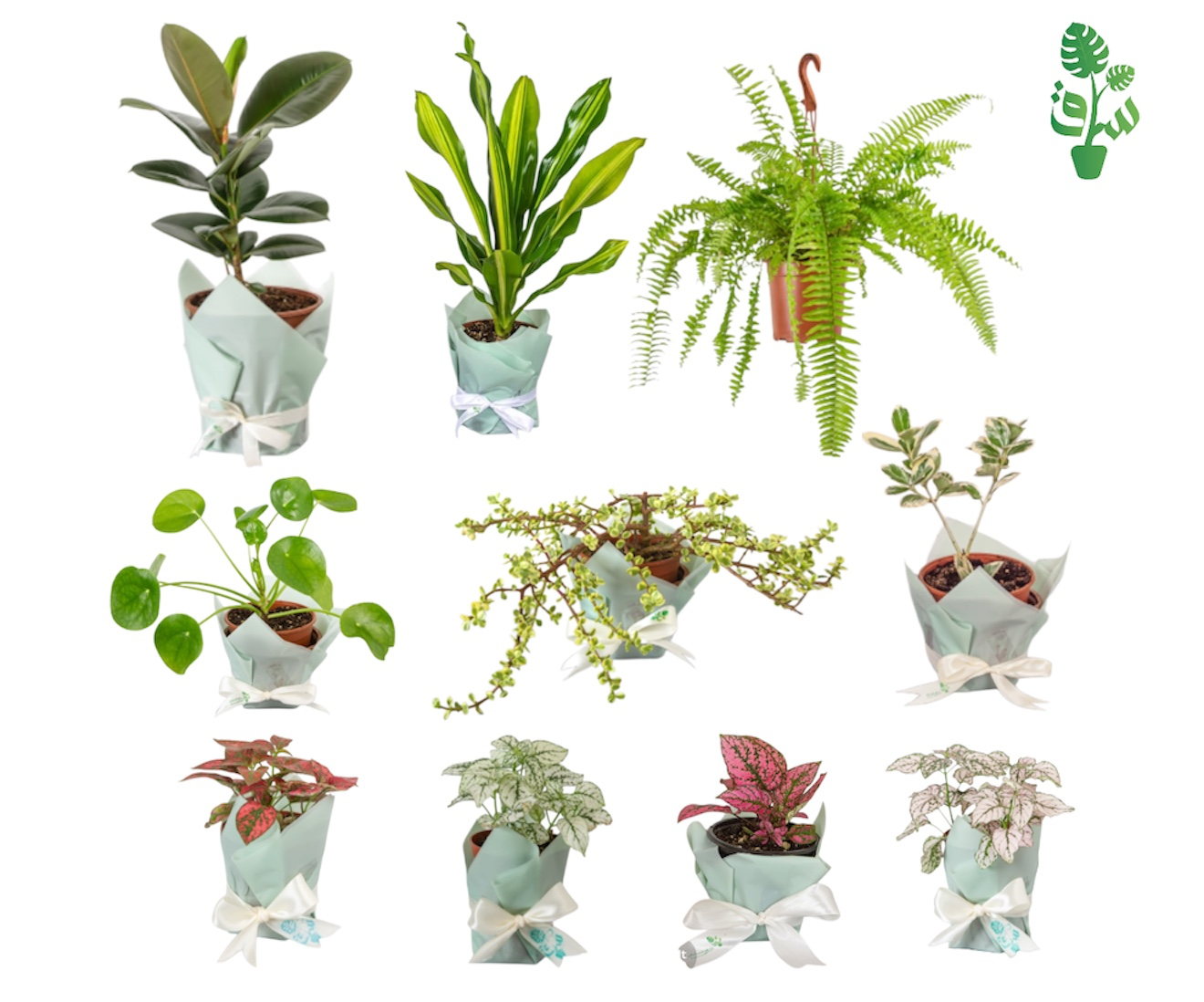 عرض على مجموعة 10 نباتات