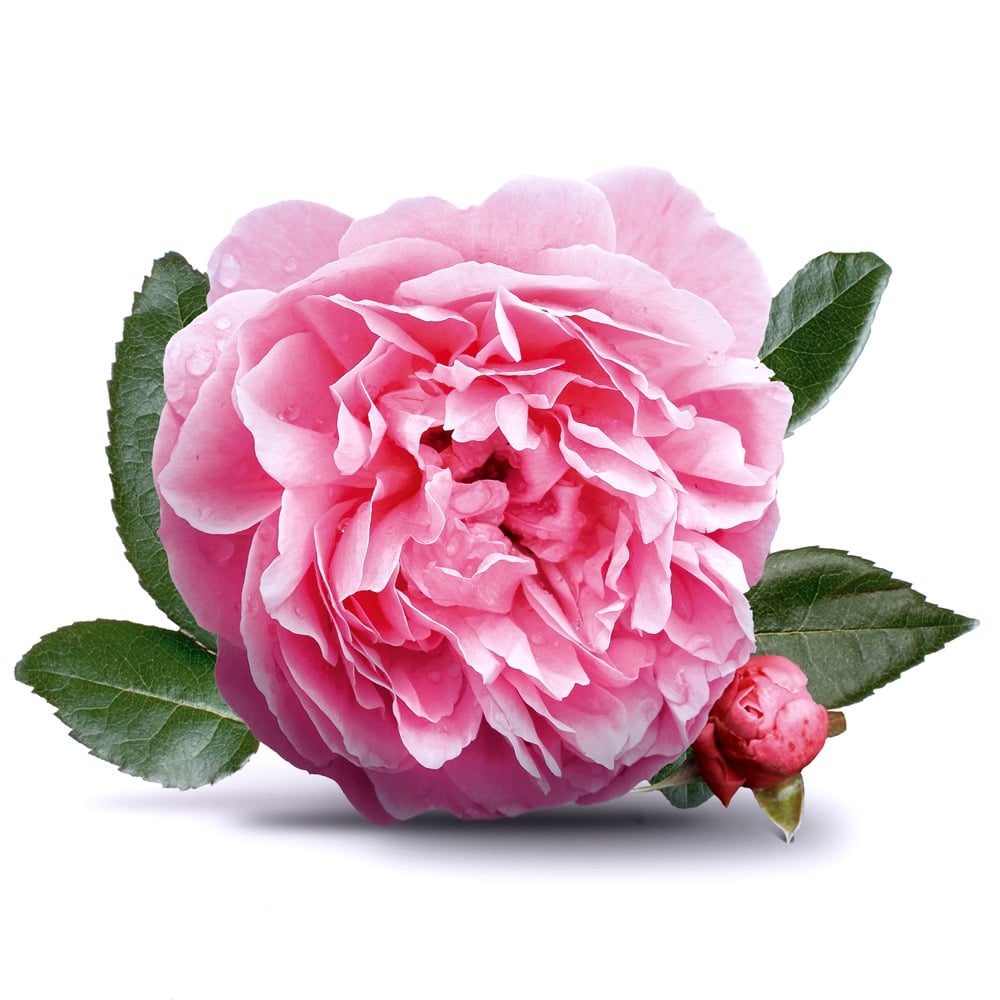 الورد الطبيعي