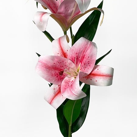 ليليوم و كازابلانكا