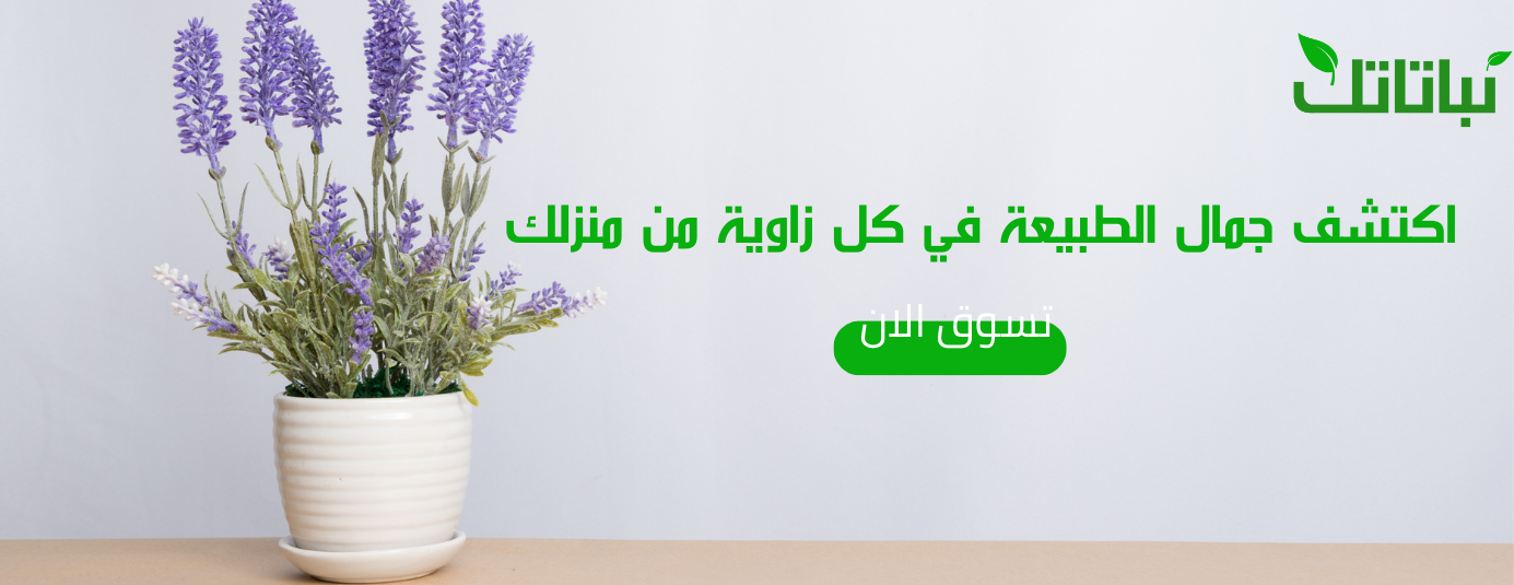 نباتاتك image-slider-2