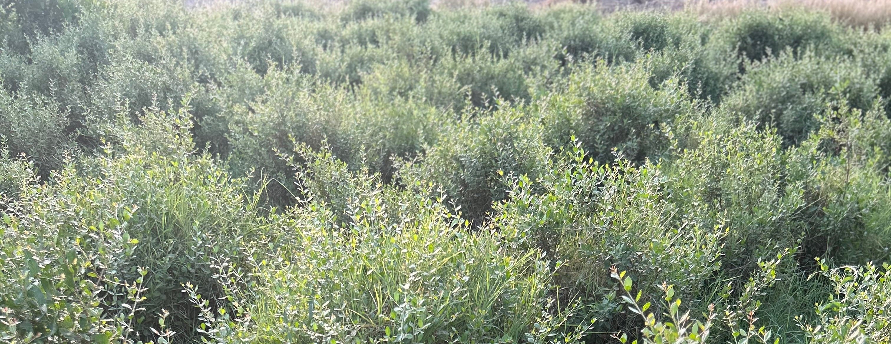 حناء سلطانة image-slider-0