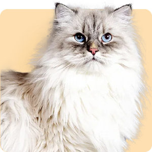 https://cdn.salla.sa/form-builder/Z6VG8knDZJv027yI57aMGhqdUuXGtxeRKuo4HCKC.png