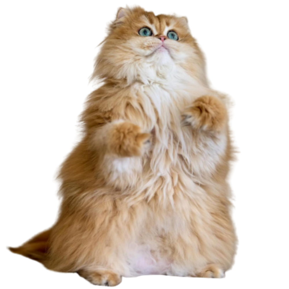 Sub Image