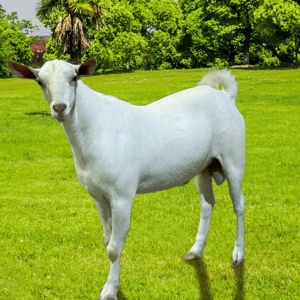 تيس صومالي image