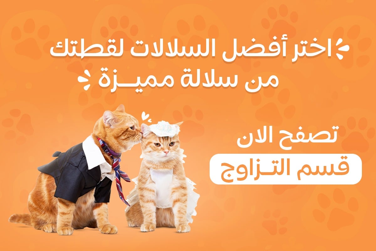 بيت الأليف