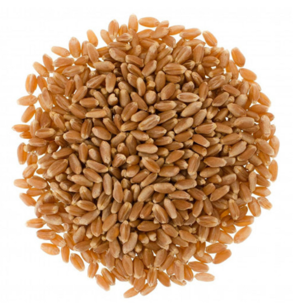 الحبوب والطحين