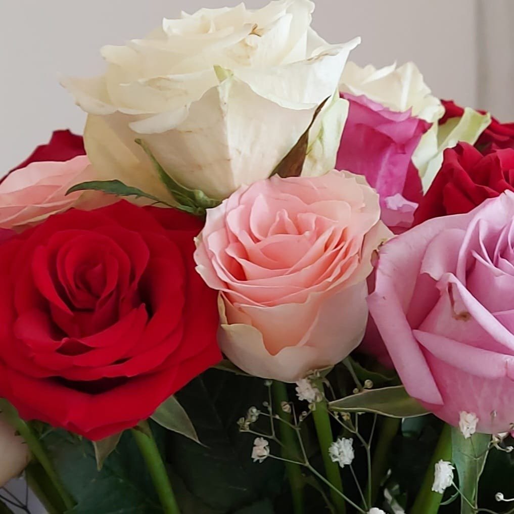 بشائر الملا