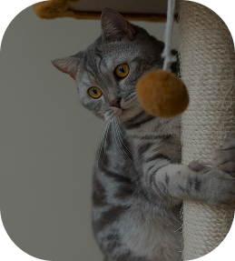 العاب وخداشات