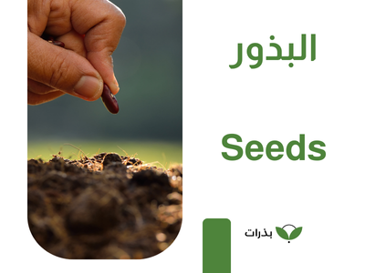 البذور الزراعية