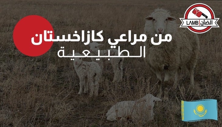 الضأن النعيمي الكازاخستاني