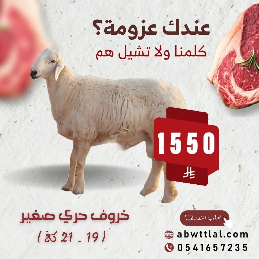 خروف حري صغير بـ 1550 ريال فقط !!!!