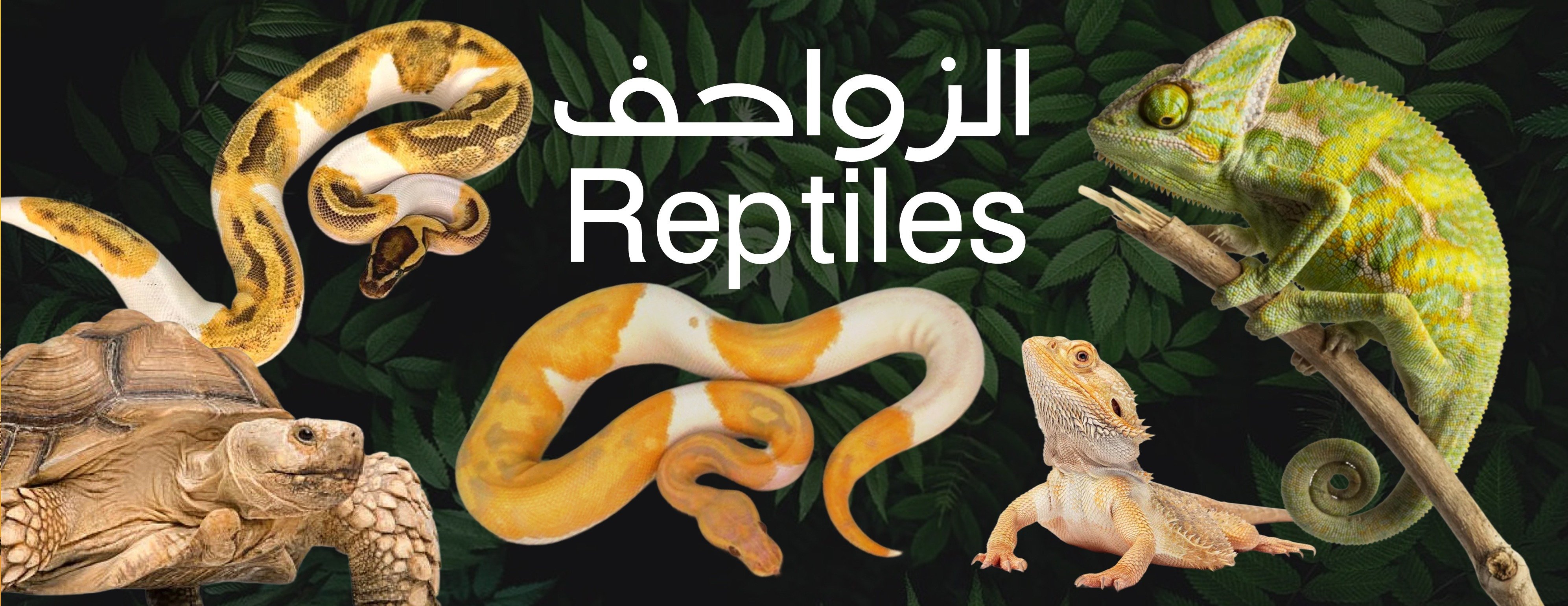 حيوانات الغابة image-slider-2