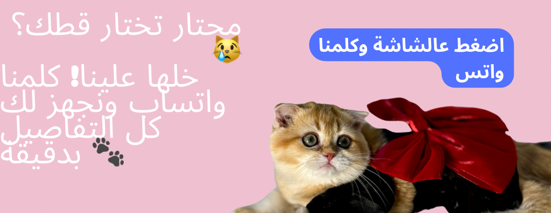 قطط مارشميلو image-slider-2