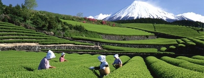 MATCHA CEREMONIAL image-slider-2
