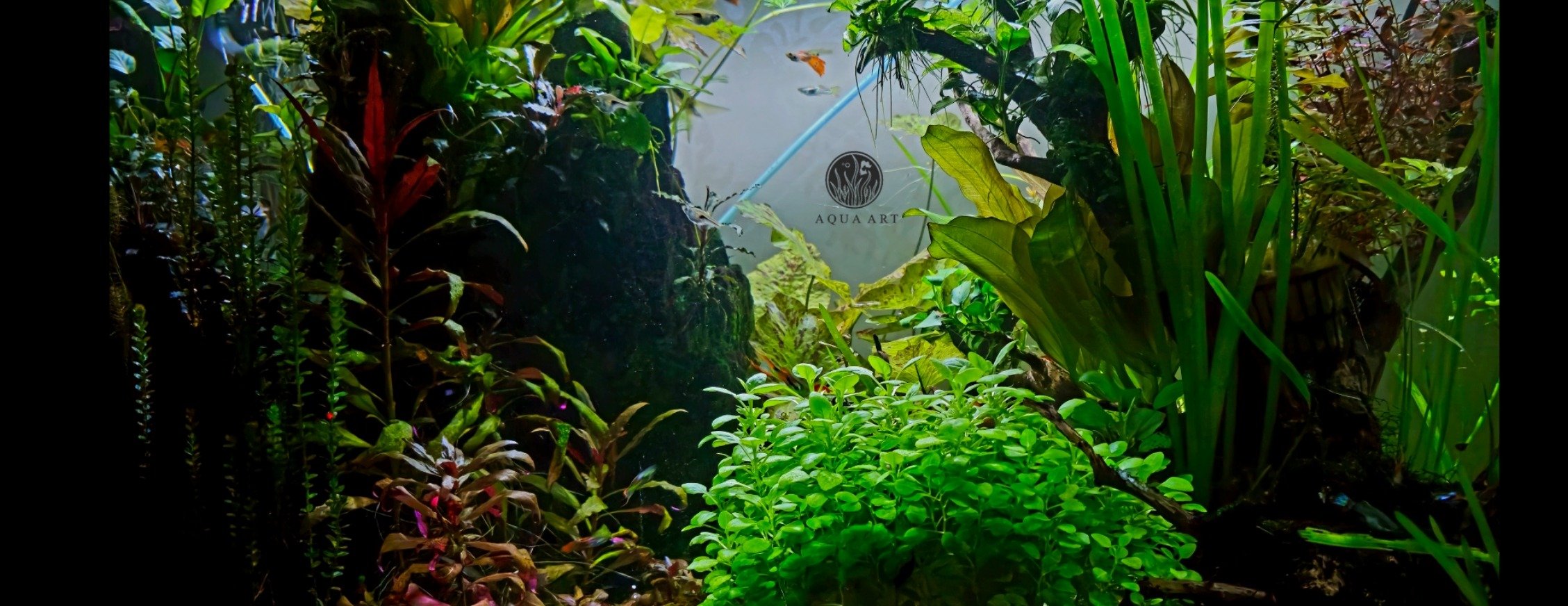 Aqua Art image-slider-2
