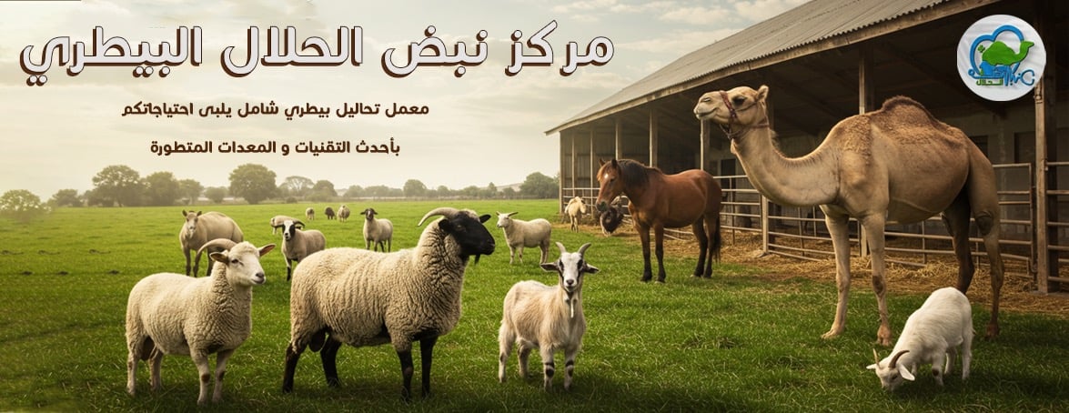 نبض الحلال image-slider-0