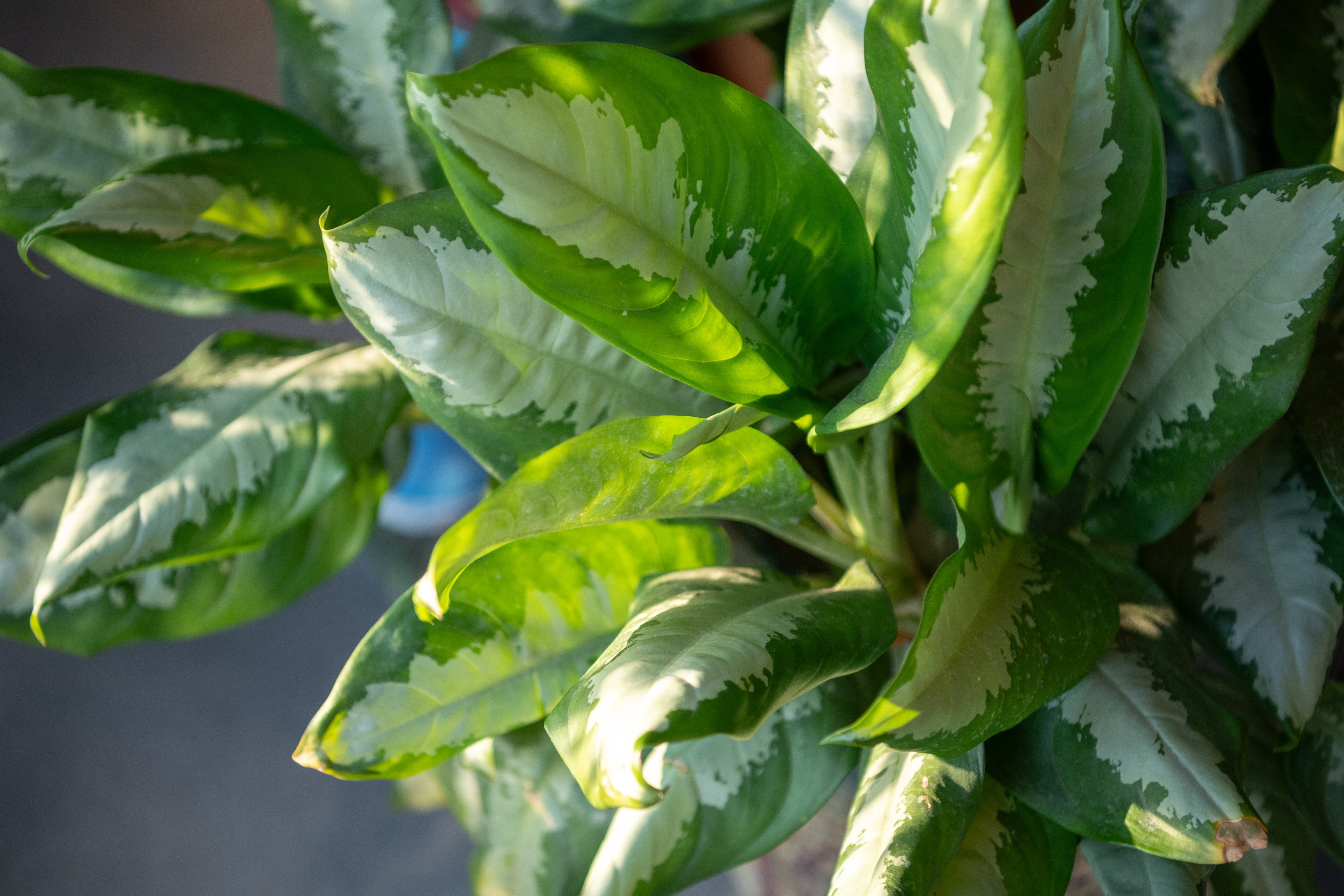 النباتات الطبيعية