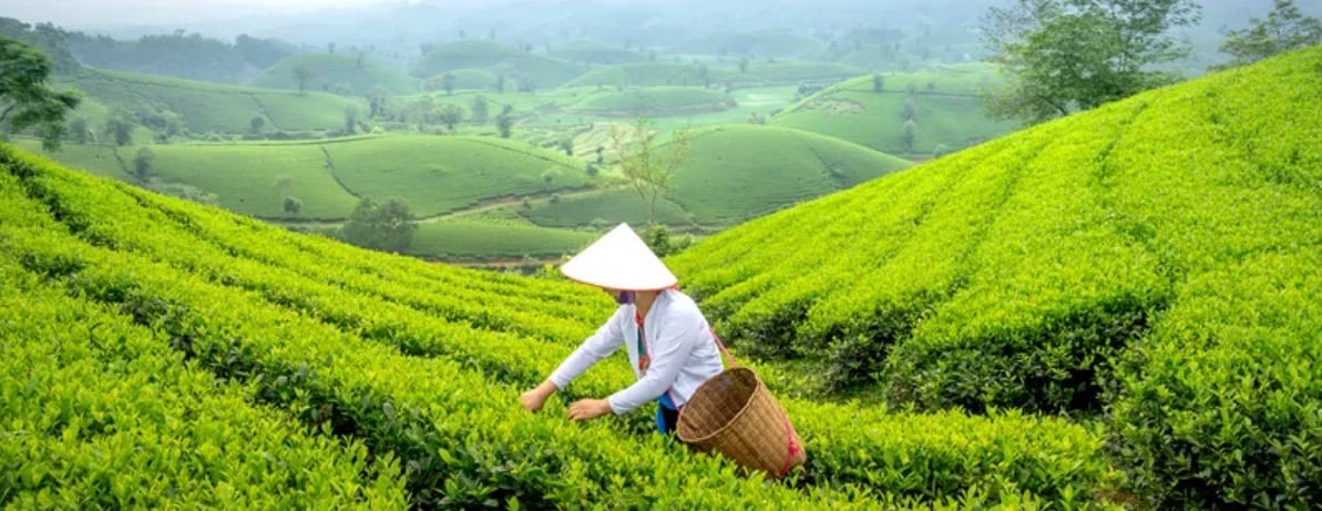 Ajmatcha.sa image-slider-0