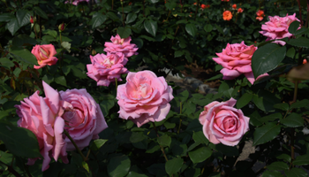 بذور الورد والزينة