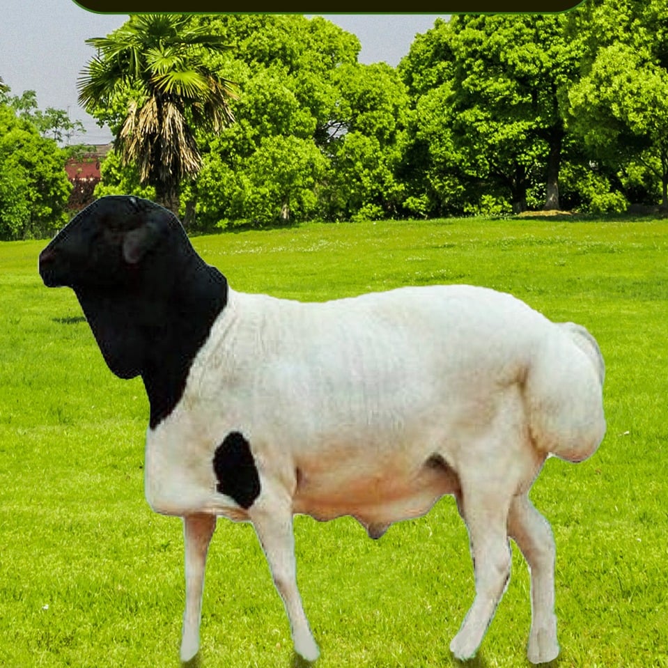 بربري image