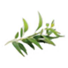 يعزز نمو الشعر