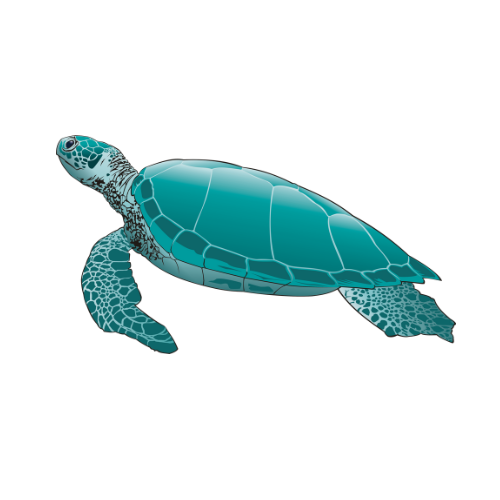 ظهر السلحفاة