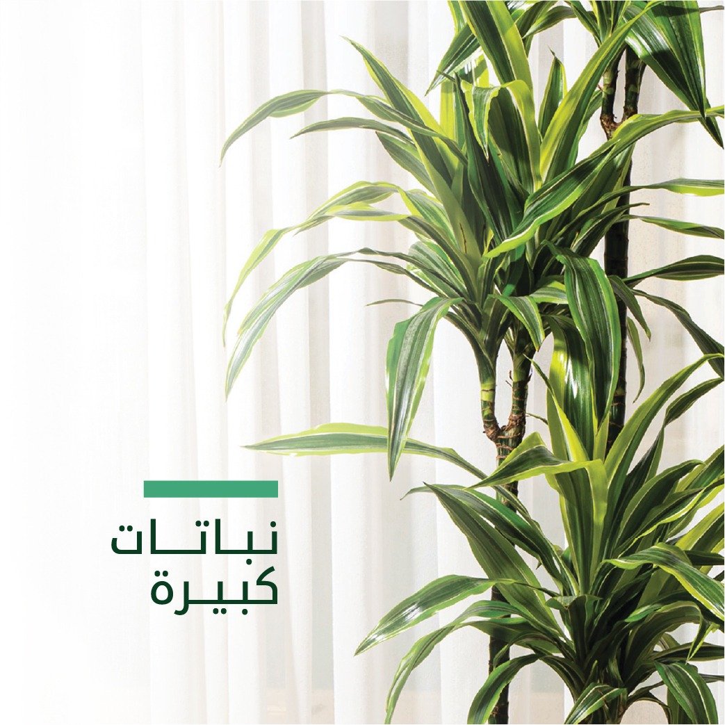 نباتات كبيرة