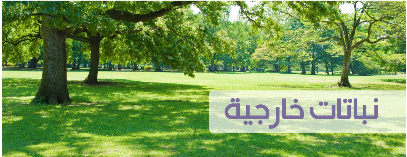 متجر حديقة نهى | Noha Garden Store image-slider-0