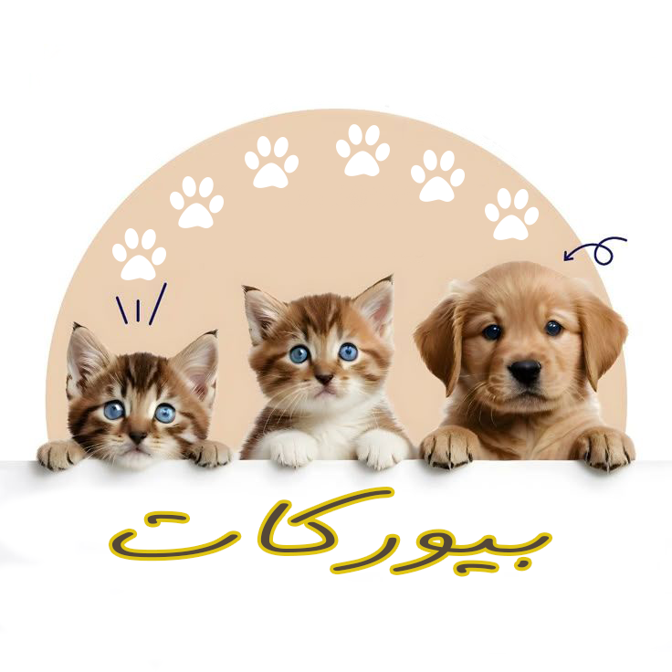  offer_image
