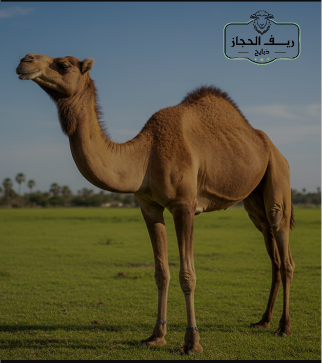 Special products slider