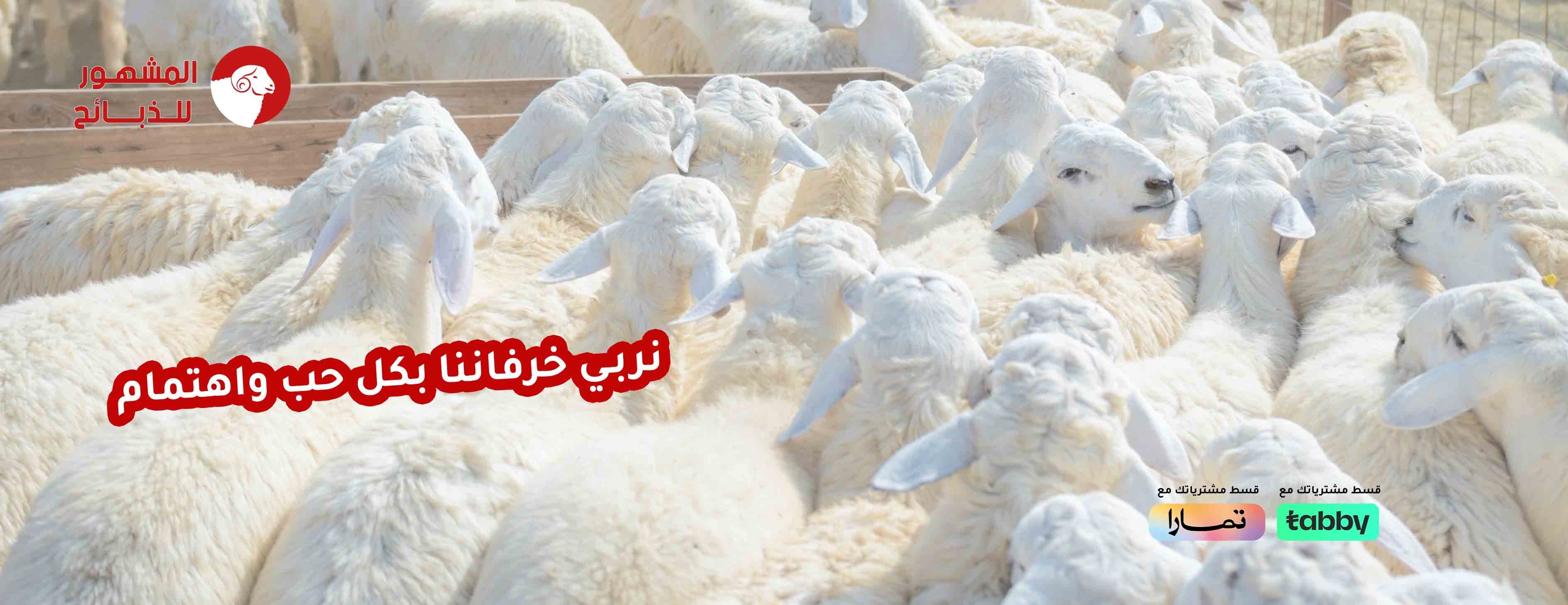 المشهور للذبائح image-slider-0