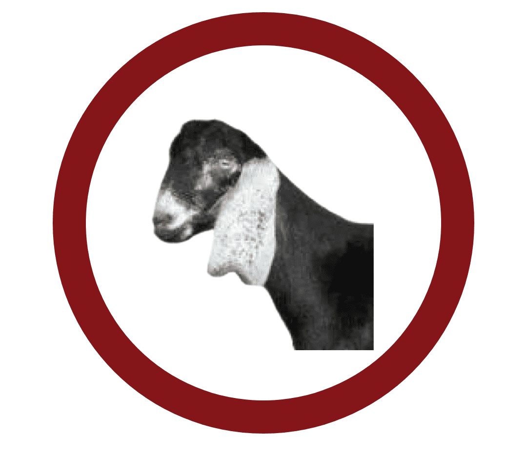 طازج