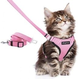 الإكسسوارات للقطط