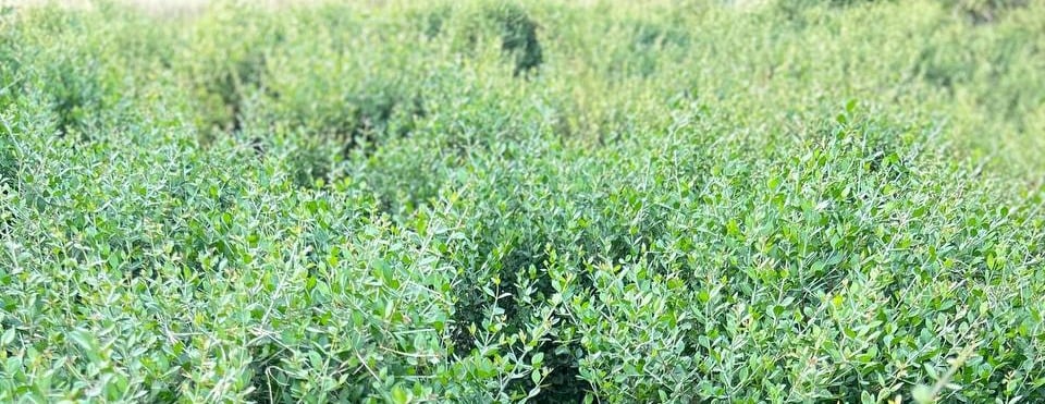 حناء سلطانة image-slider-1