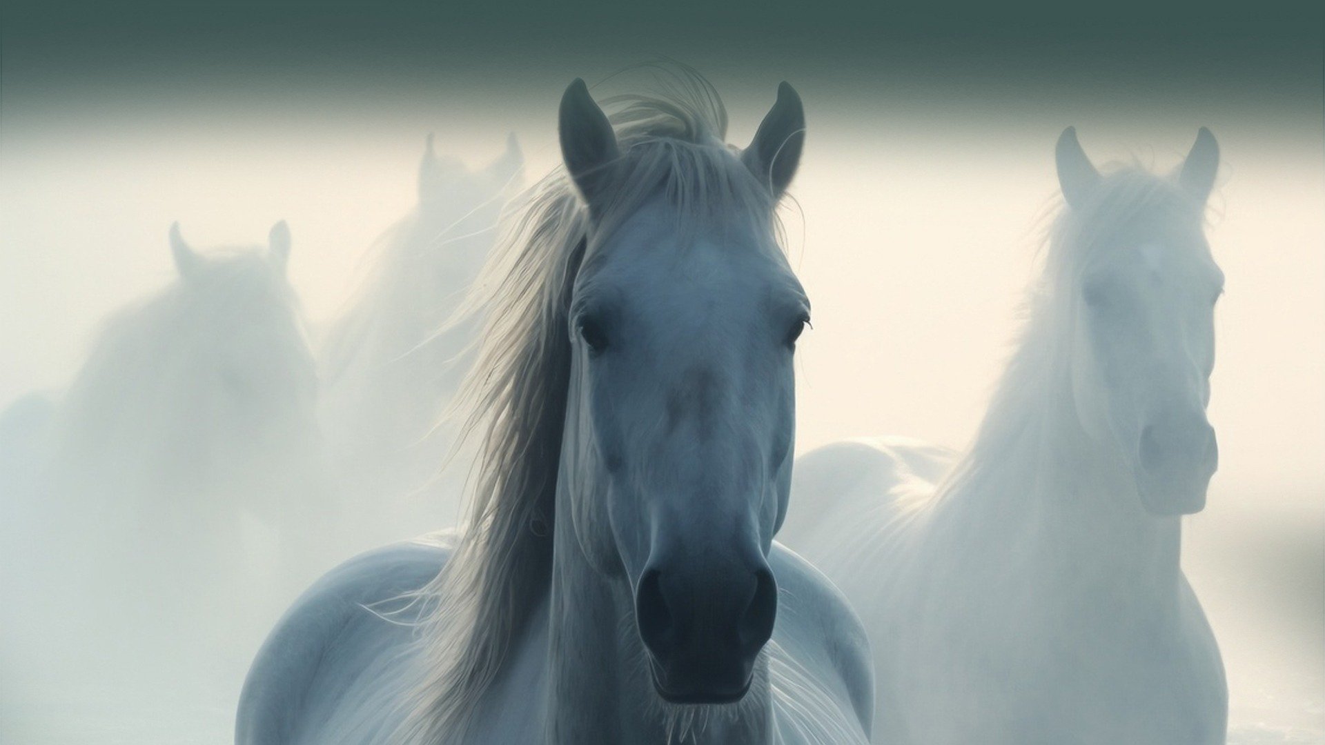 ربدان للعطور