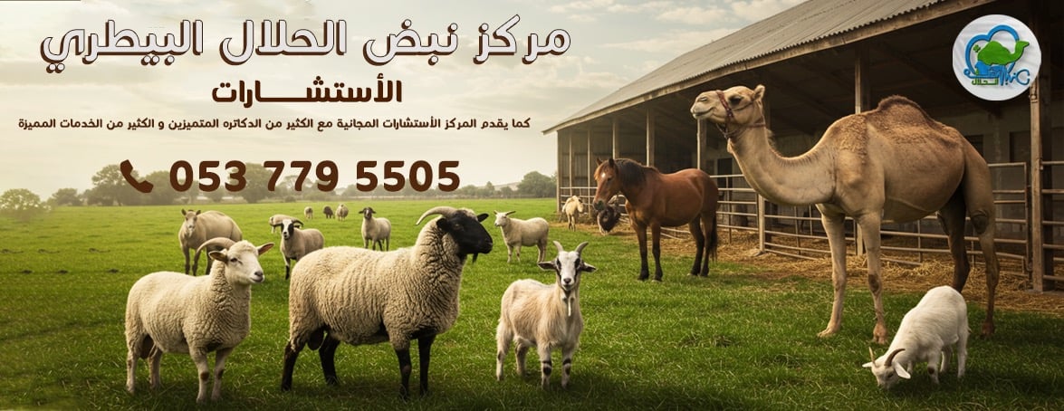 نبض الحلال image-slider-2