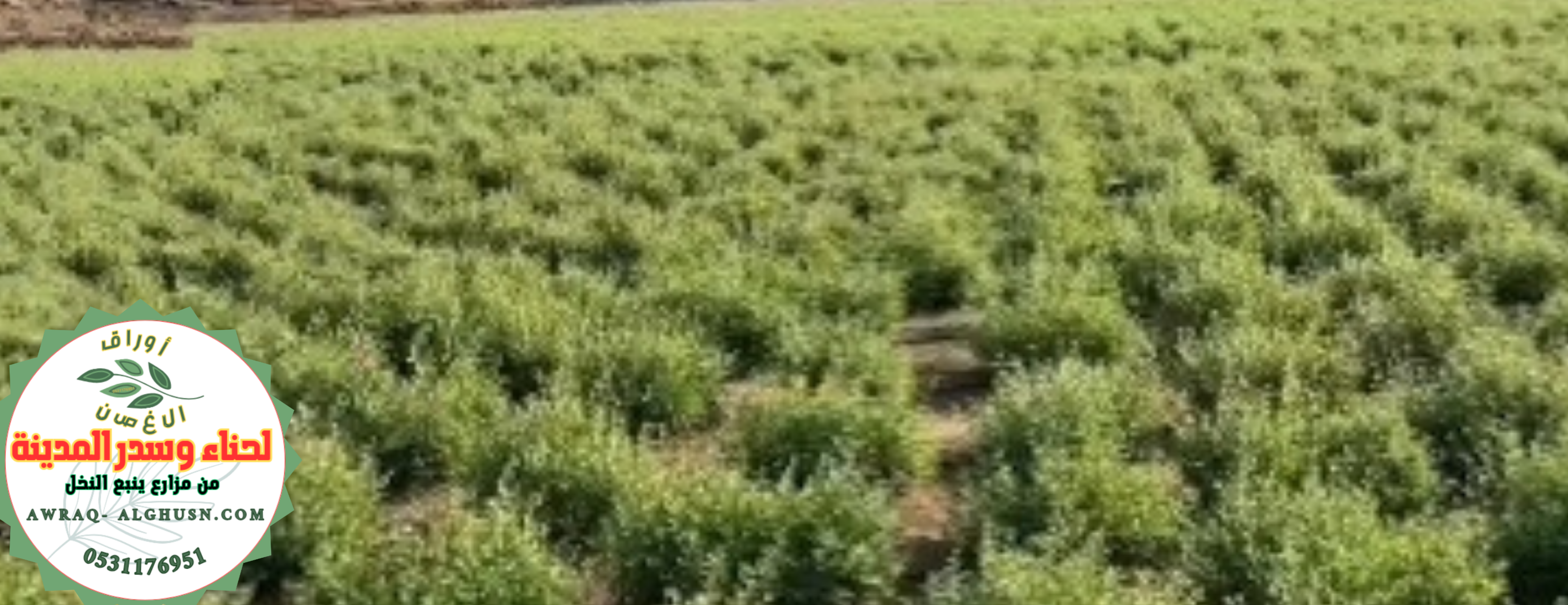 أوراق الغصن 🌿🌿 لحناء وسدر المدينة image-slider-1