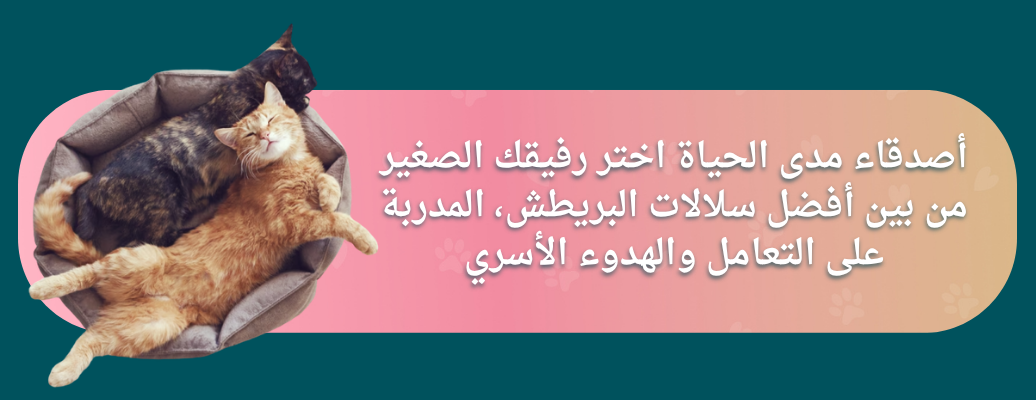 Princess candy image-slider-1