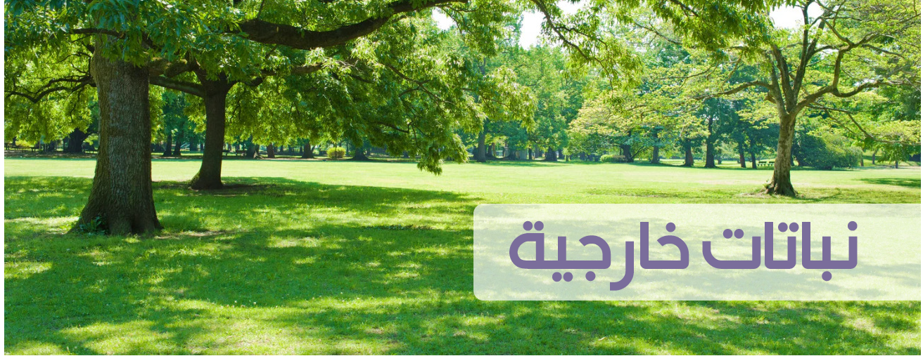متجر حديقة نهى | Noha Garden Store image-slider-3