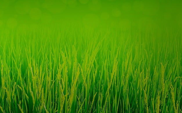 اشراف زراعي مجاني للمزارع الكبيرة