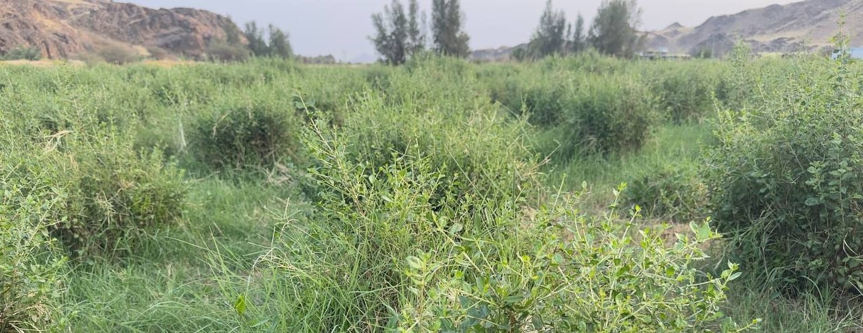 حناء سلطانة image-slider-2