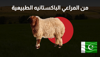 الضأن النعيمي الكشميري