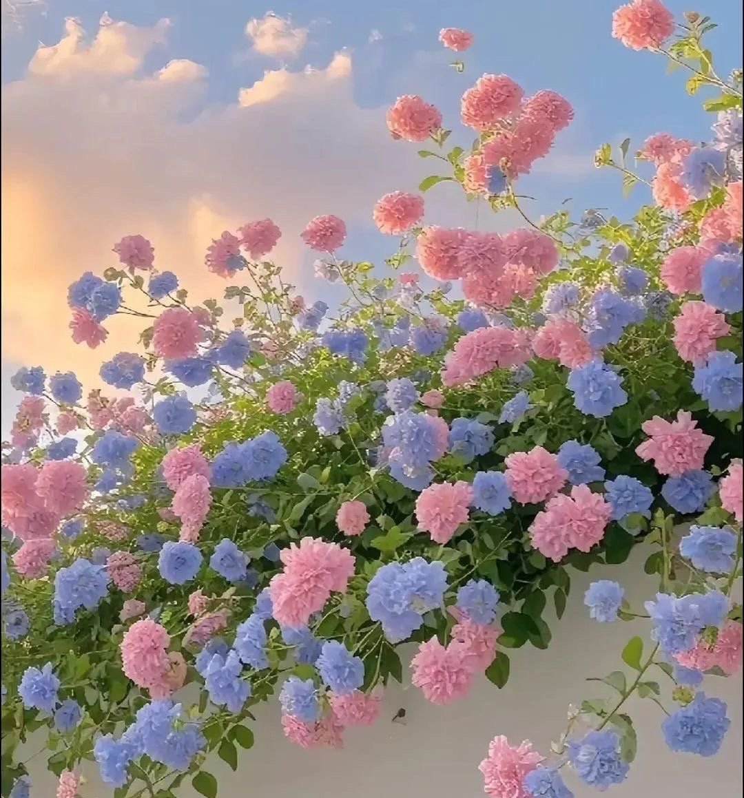 شموع اليوسف