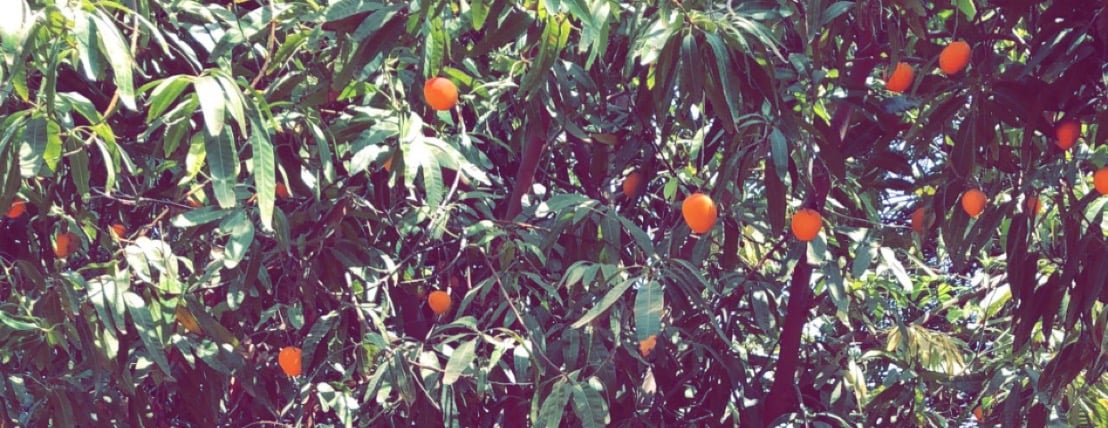 مانجو أملج image-slider-1
