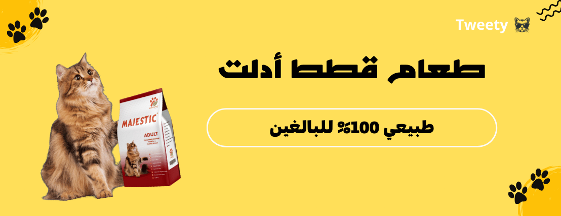 Tweety image-slider-0