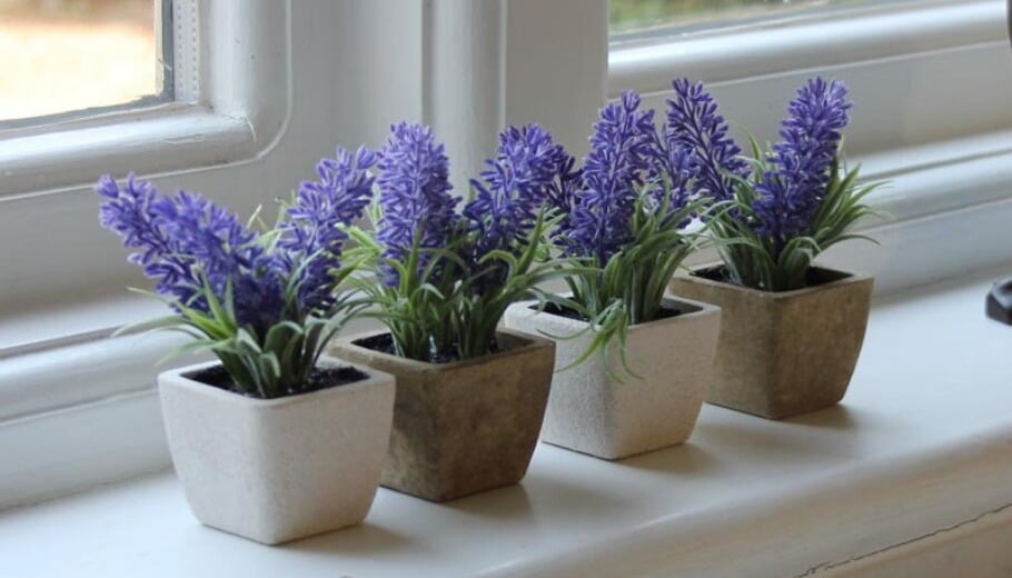 نباتات خارجية مزهرة