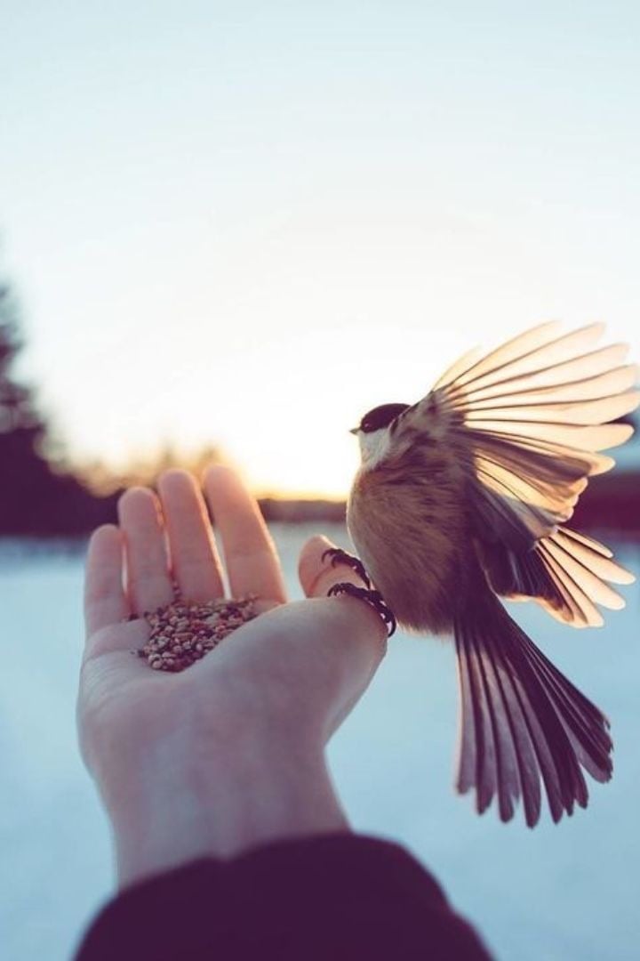 فاطمه الربيعه