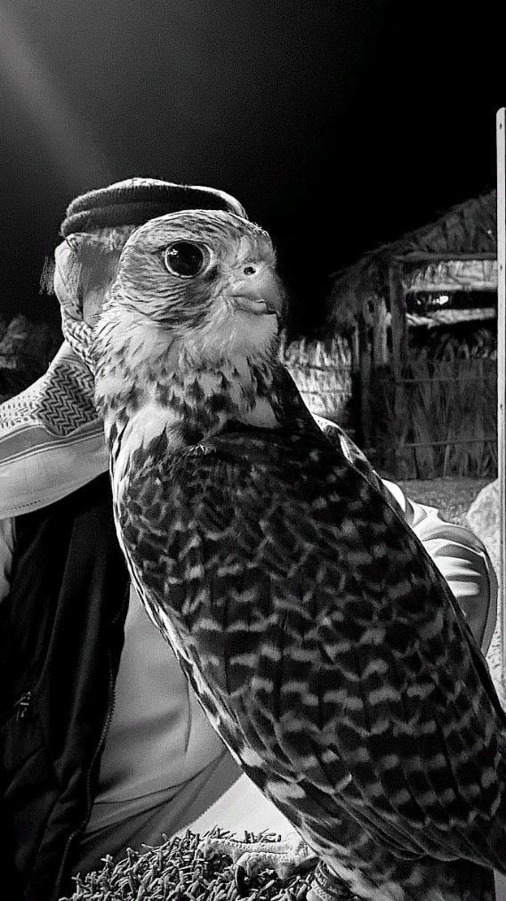 عبد العزيز احمد