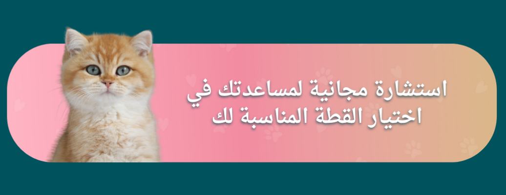Princess candy image-slider-2