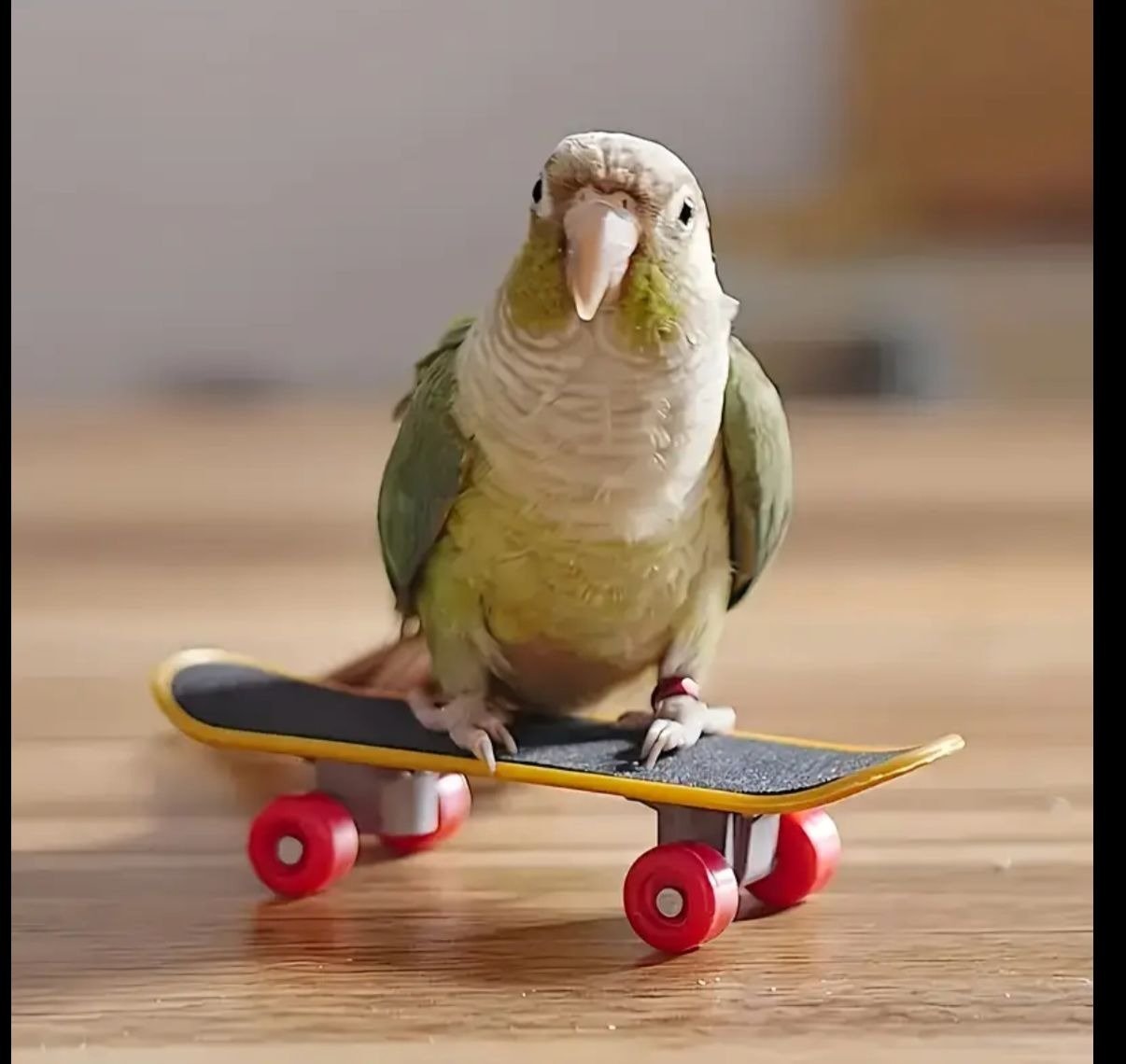 ملحقات وألعاب الطيور